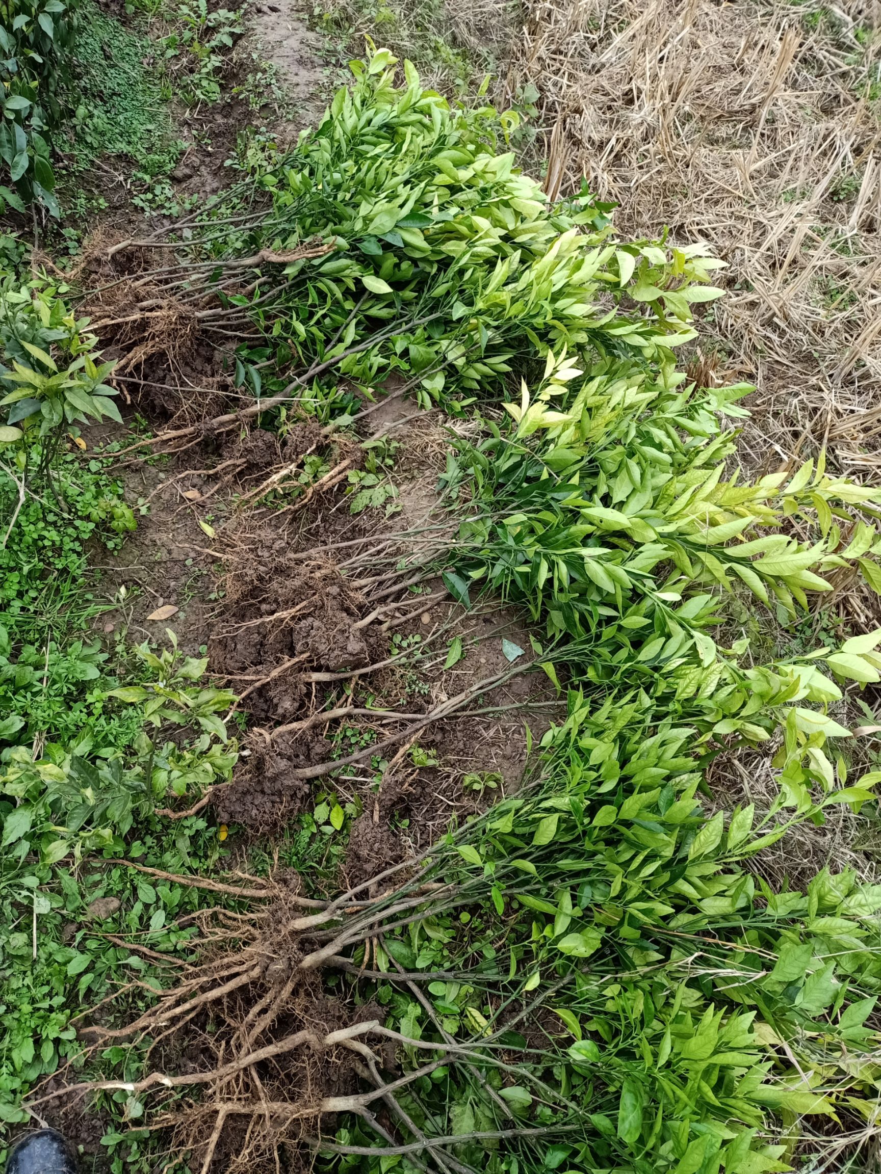 大分四号柑桔苗 大分4号     一年到两年以上苗