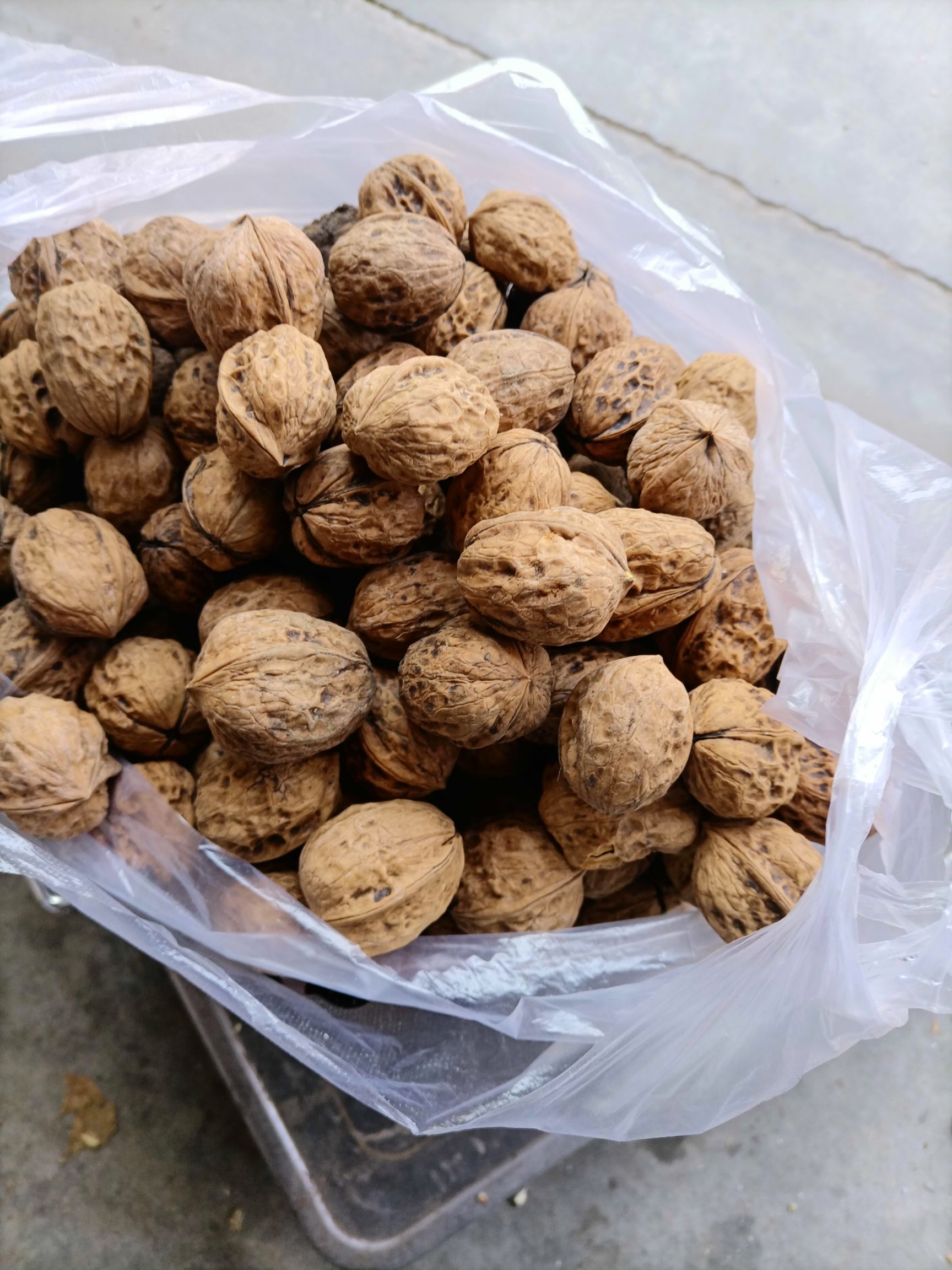 薄皮核桃  四川凉山核桃远离城市烟火，的健康零食，数量不多了