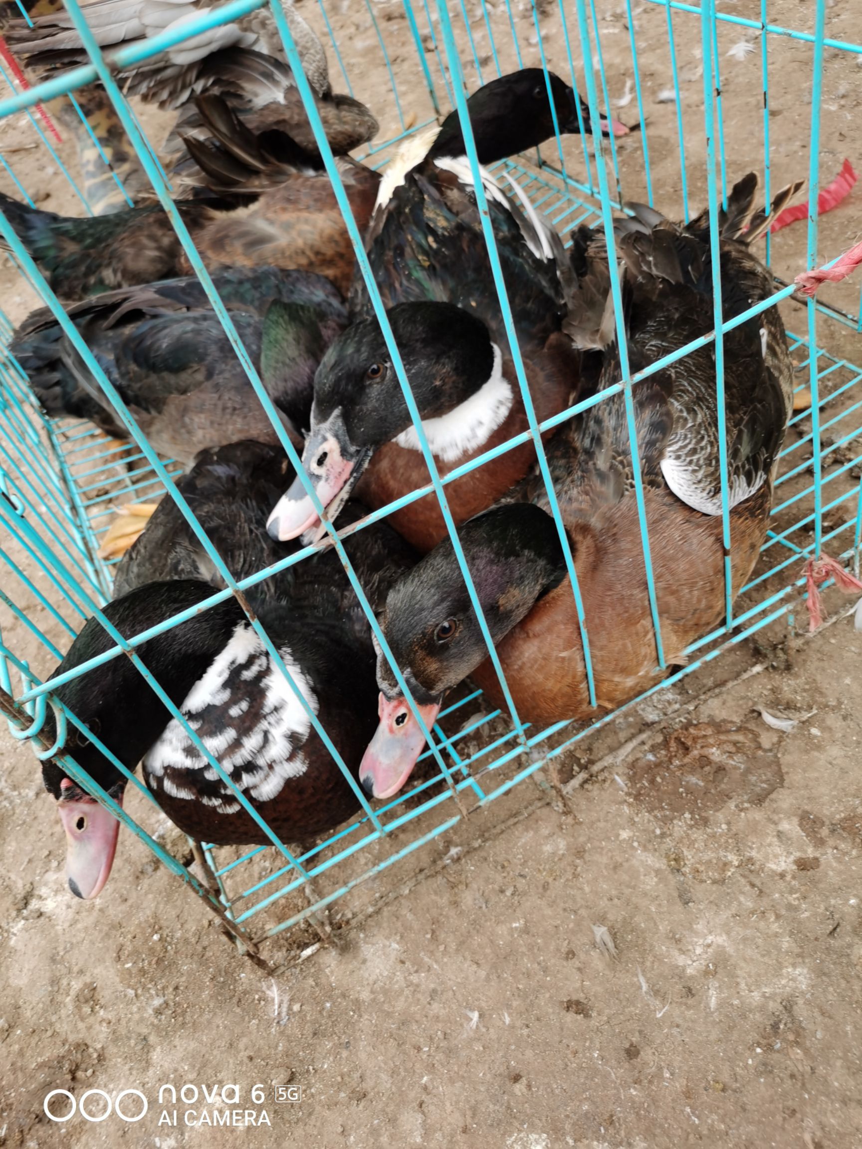 骡鸭  本人为赣州市宁都县鹅鸭中介商，常年可提供商品黑半番鸭