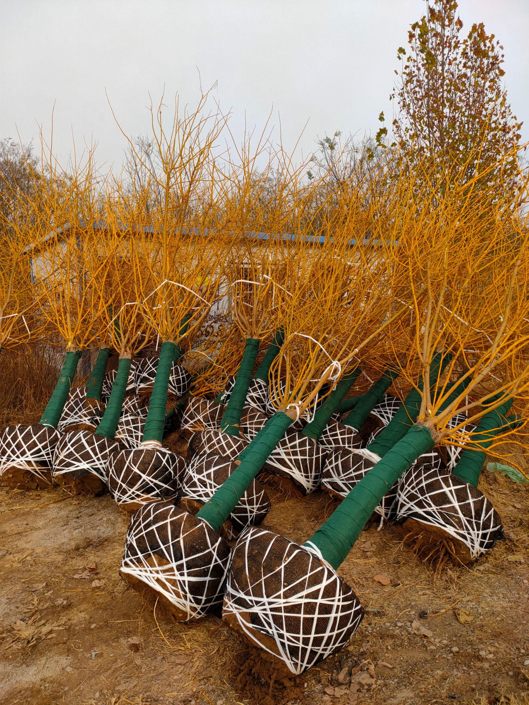 彩叶苗木矮杆金枝槐矮黄金槐大量出售