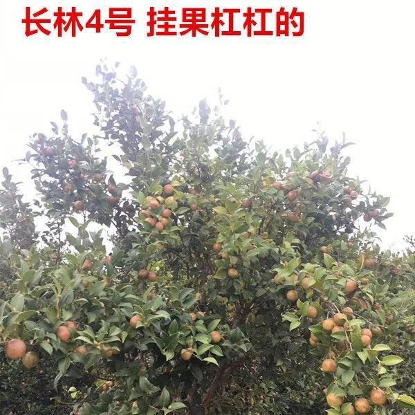  高产油茶苗长林系列