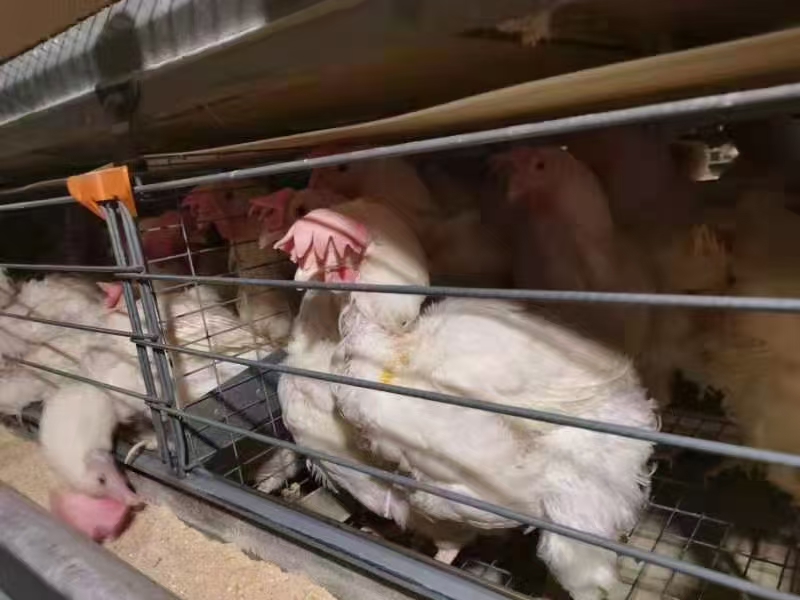  常年购销各种毛鸡，供应鸡苗，白条鸡