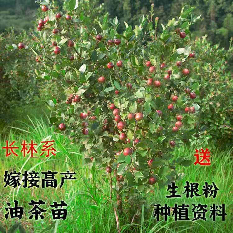  高产油茶苗长林系列