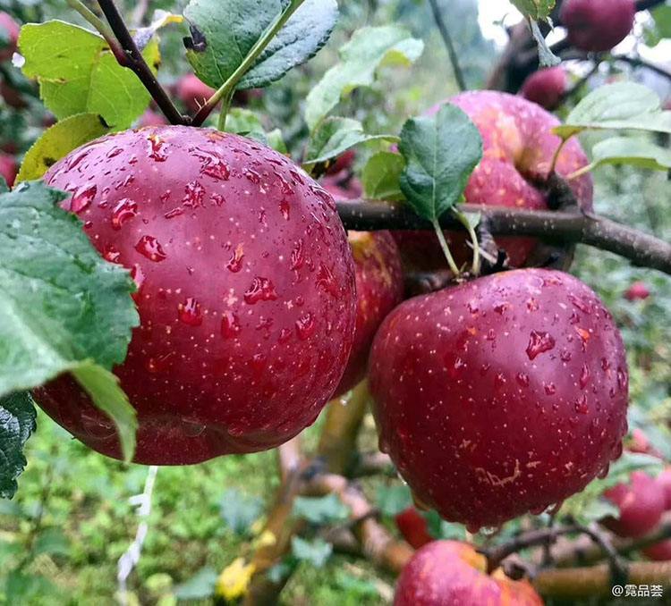 盐源苹果 大凉山盐源糖心苹果