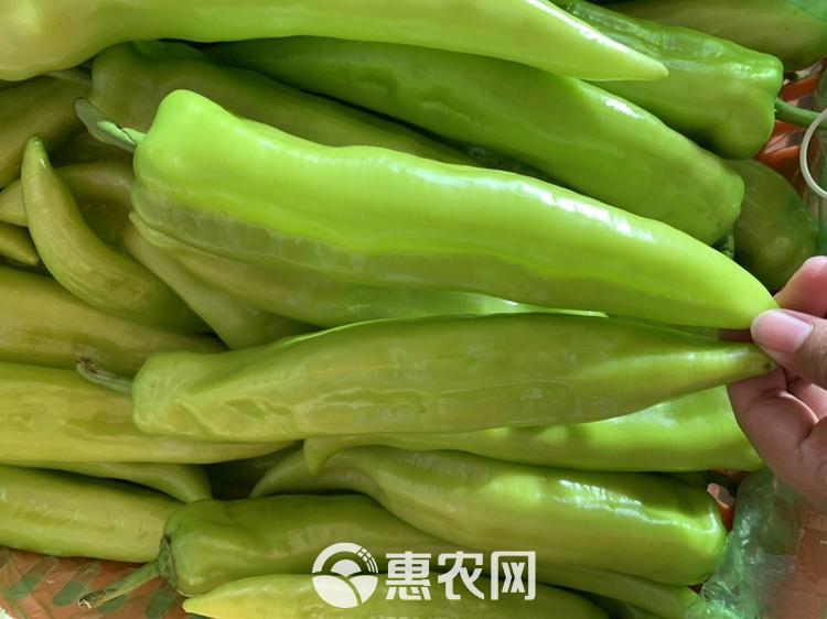 青椒苗优质种苗来自安徽宿州萧县农户新鲜直供蔬菜种苗辣椒苗
