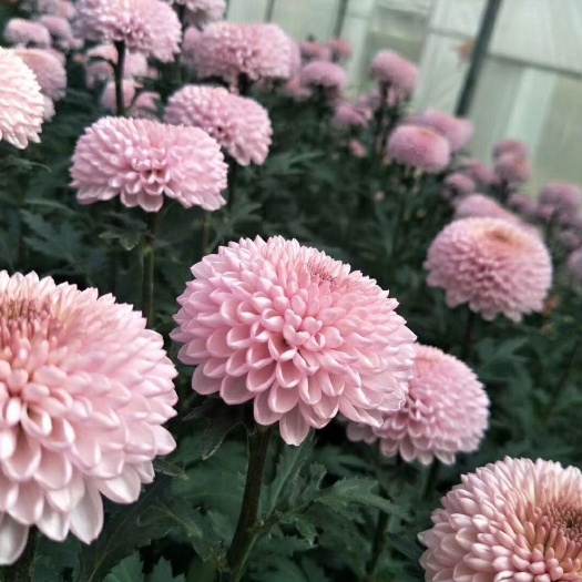开远市菊花