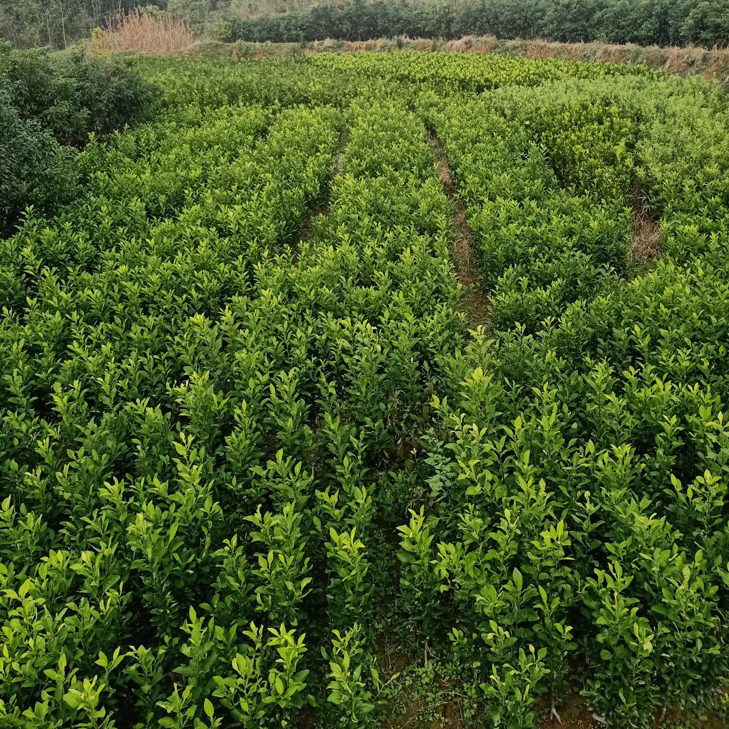 大分四号柑桔苗 大分4号     一年到两年以上苗