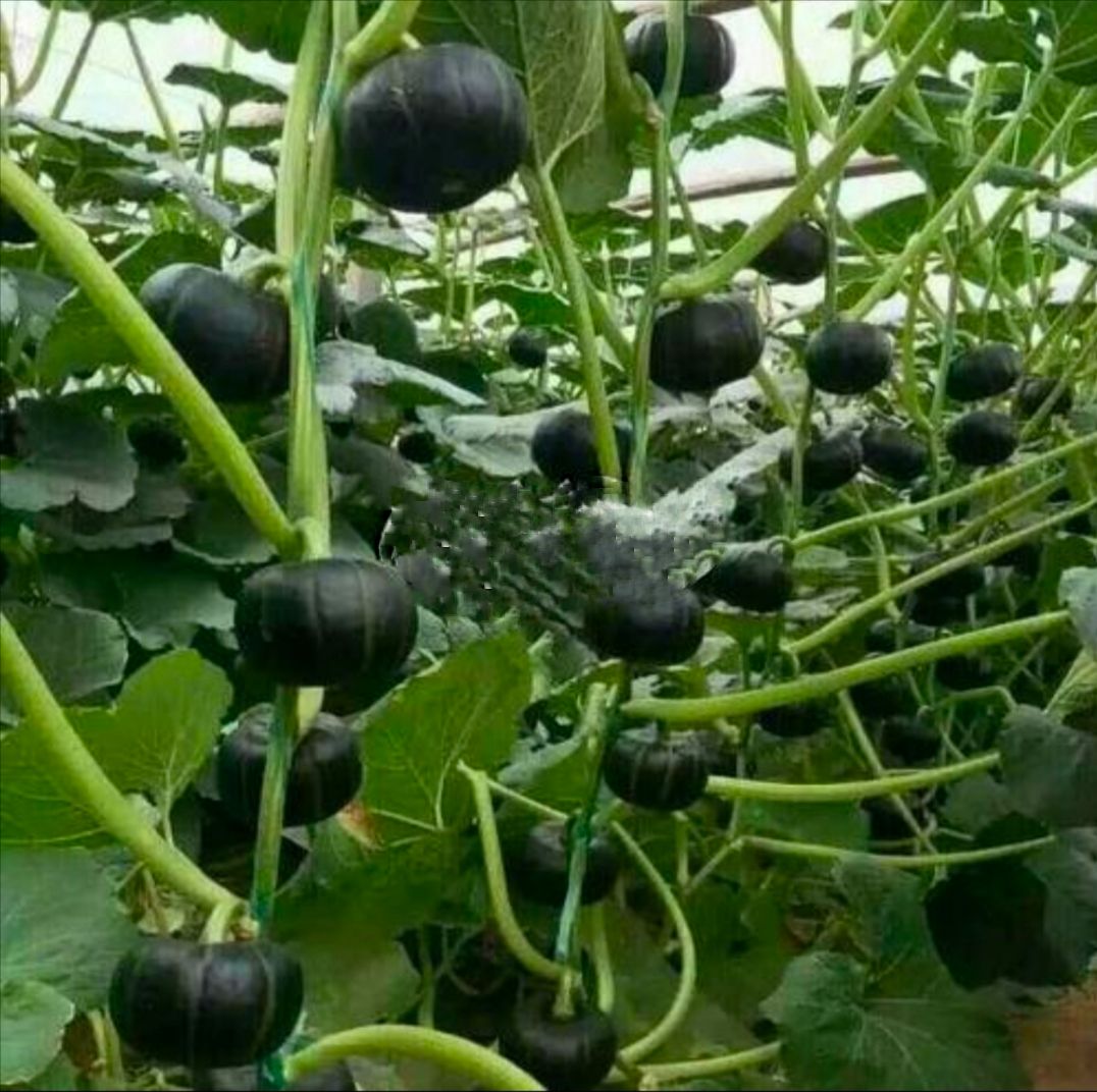 黑皮南瓜种子 ，南瓜种子 欧栗2号 早熟品种，