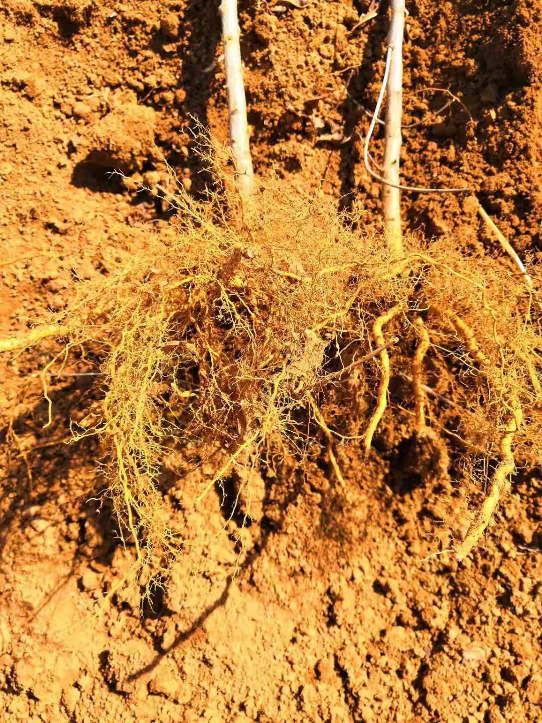 油蟠桃苗 自己嫁接，无一假货。纯2年苗。