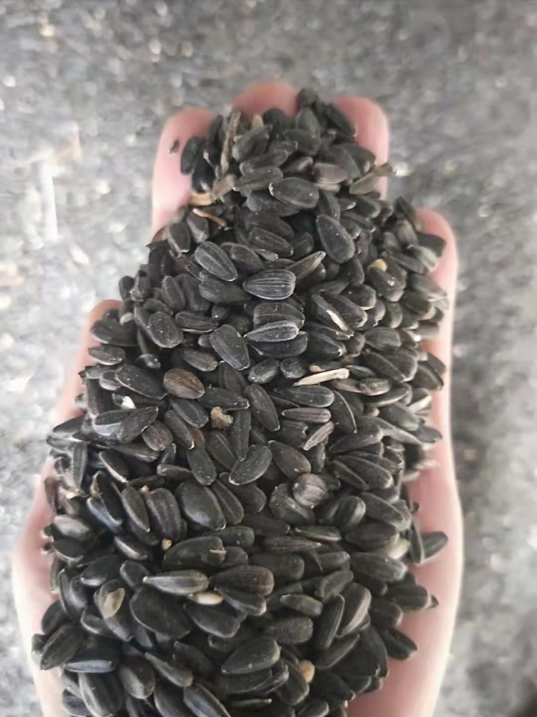 葵花籽 油葵