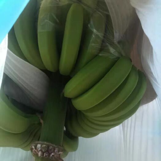 勐海县西双版纳香蕉 南天黄香蕉  普通香蕉