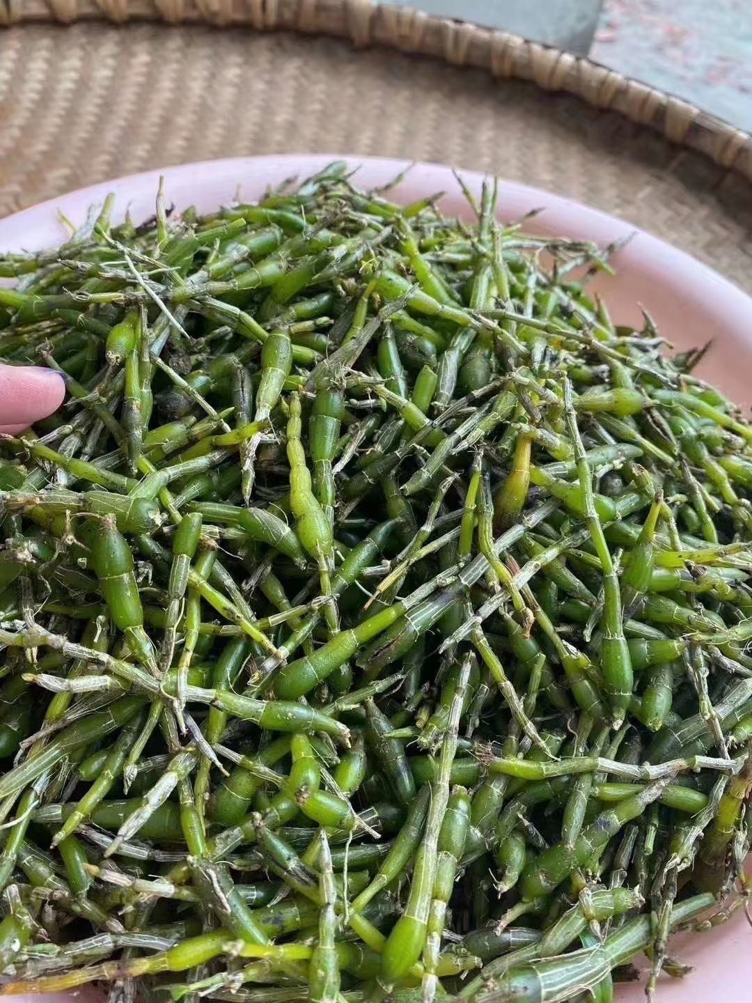 石斛米斛  正宗霍山米斛  5年林下种植  品质好 胶质好 批发价