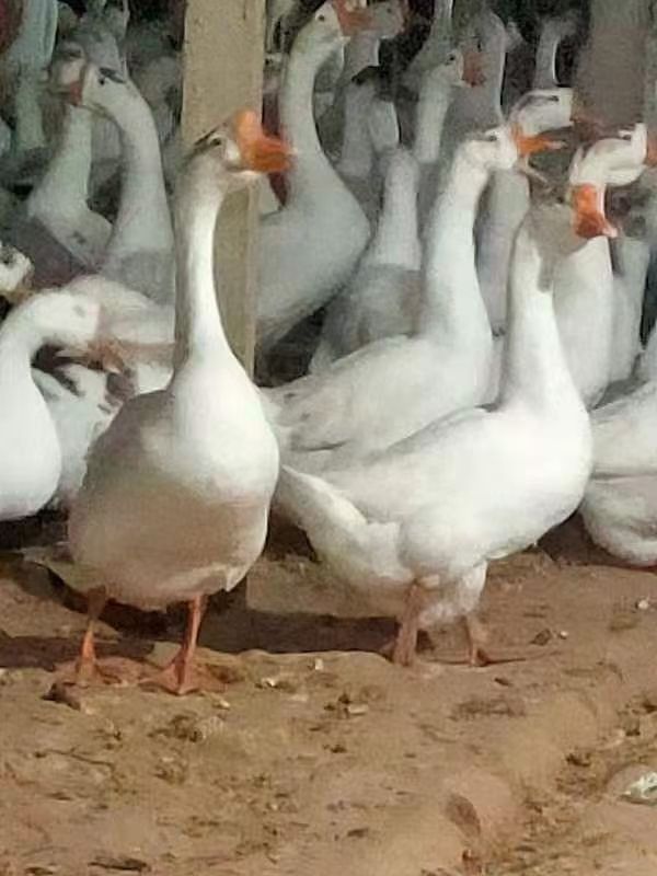  常年购销各种毛鸡，供应鸡苗，白条鸡