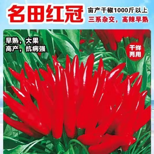 商丘朝天椒种子  优质高产杂交新品种