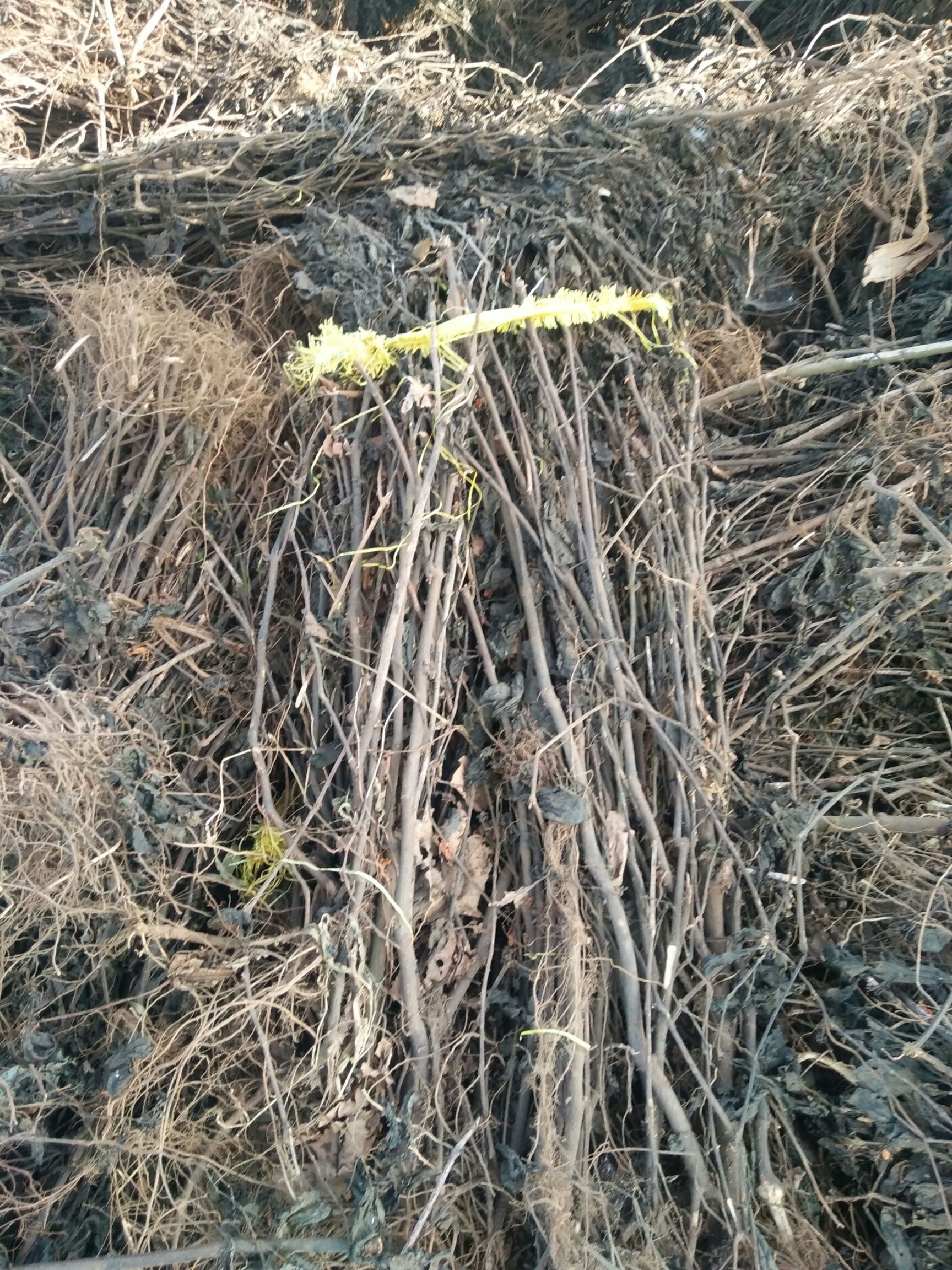 南板南根 南板蓝根  南板兰根