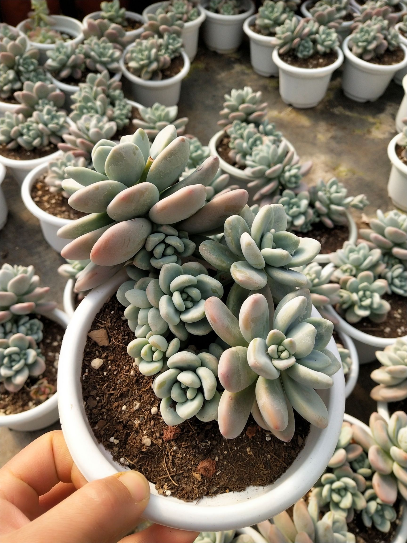 180盆整桩无坎粉洛神