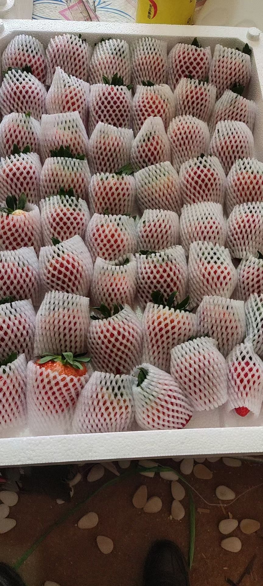 九九草莓 河北秦皇岛市昌黎县久久草莓，口感好，颜色亮，