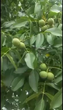 叶城县薄皮核桃 30mm以上 袋装 6-12个月 