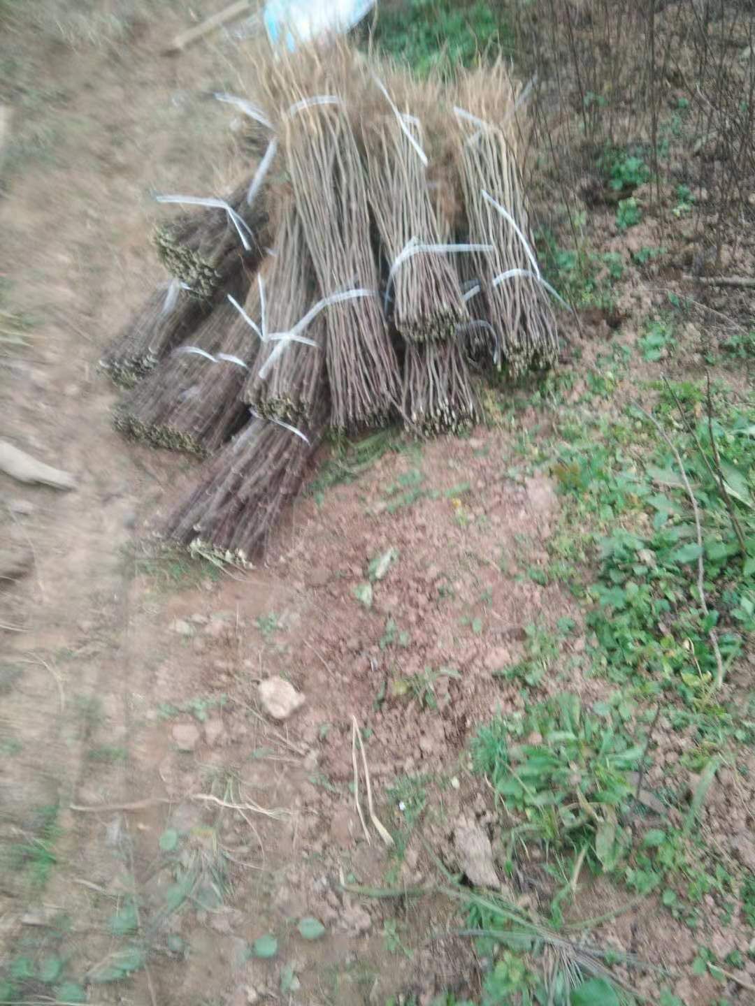  基地直发六月大红袍苗，八月椒苗，无刺花椒苗