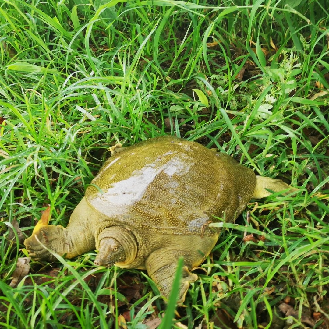 生态甲鱼  在大自然环境中生长，生长年份时间长，猛性十足，肉质鲜美