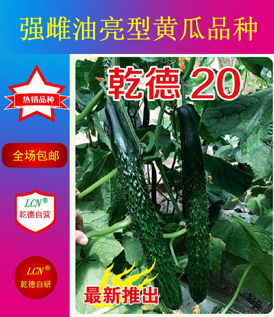 乾德20，强雌油亮，把短密刺，黄瓜种子，春秋冬栽培