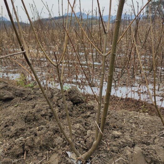 灵川县 大量供应中花吴茱萸两年苗，80-120公分