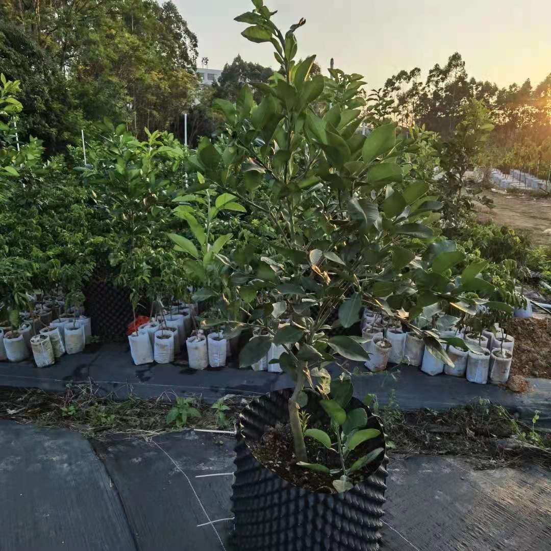 泰国红宝石柚苗 嫁接苗 