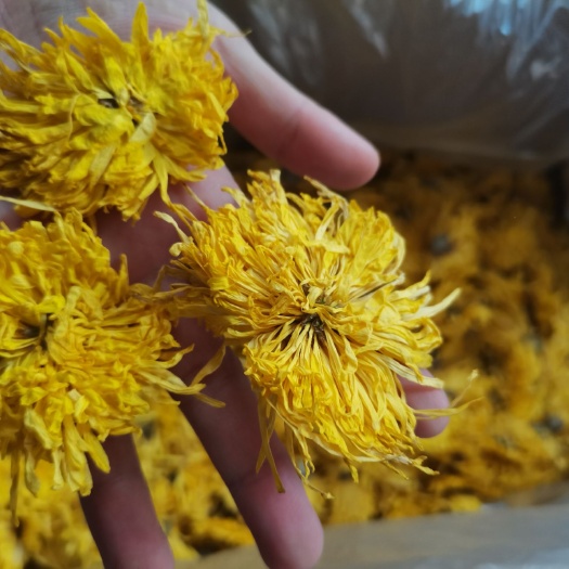 玉林菊花茶  金丝皇菊茶特大杂6-8厘米一杯一杂大货供应批零兼营