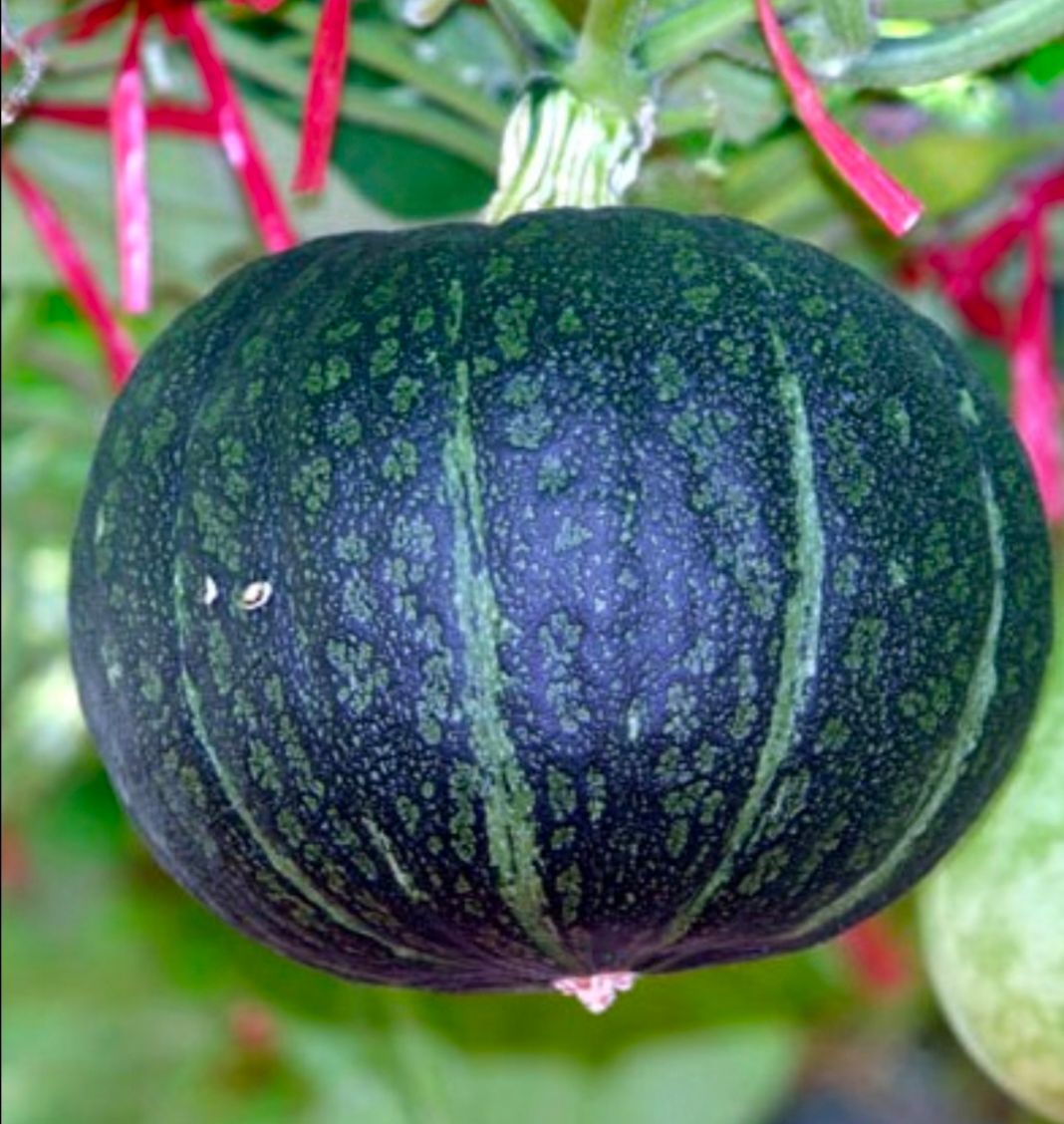 黑皮南瓜种子 ，南瓜种子 欧栗2号 早熟品种，