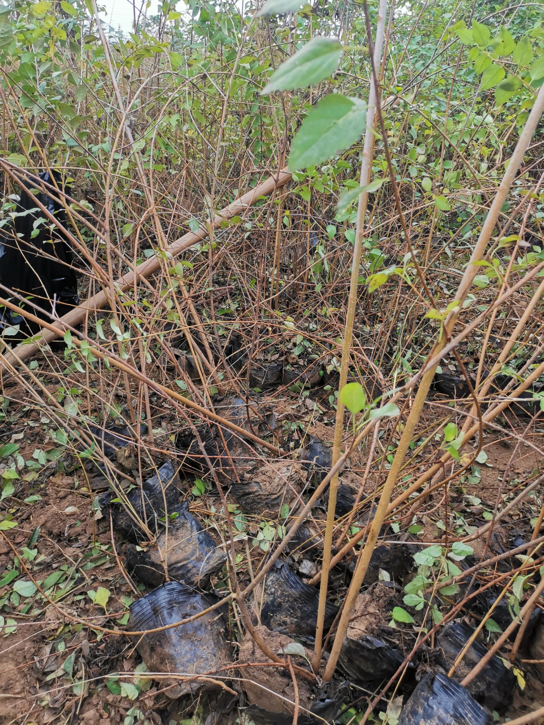 东北连翘苗  连翘苗