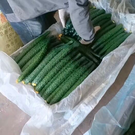 喀左县绿港7号 35~45cm