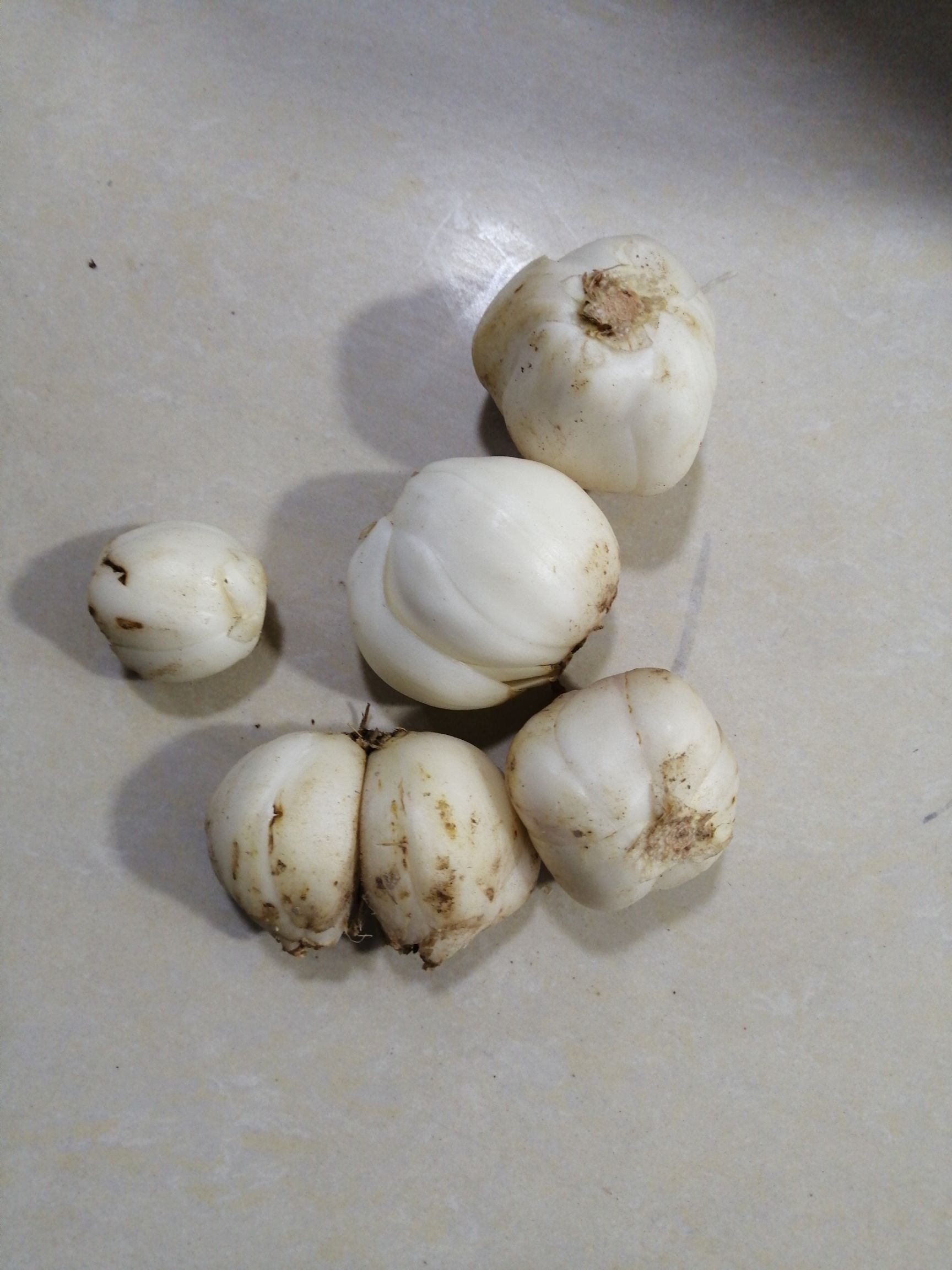 甜百合  兰州鲜百合小皇，一袋4个百合，一袋2两5左右