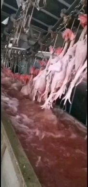  常年购销各种毛鸡，供应鸡苗，白条鸡