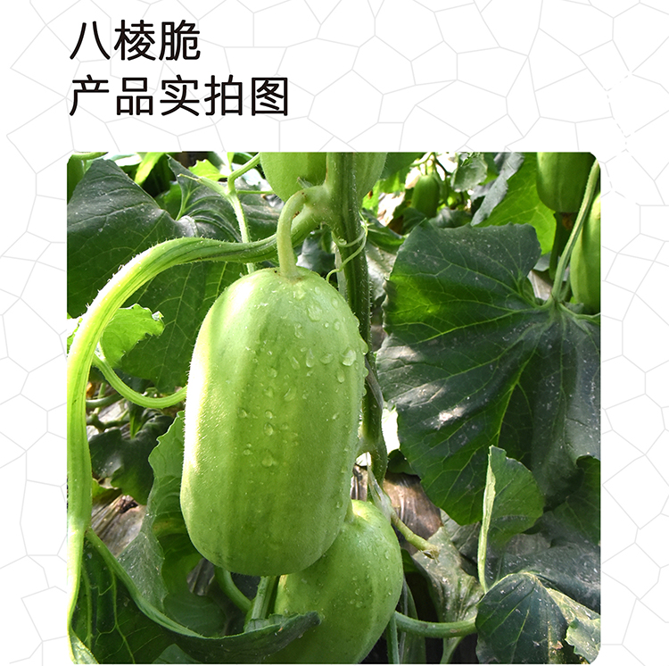 茂华八棱脆菜瓜种子，低糖菜瓜，微甜脆爽，抗病高产