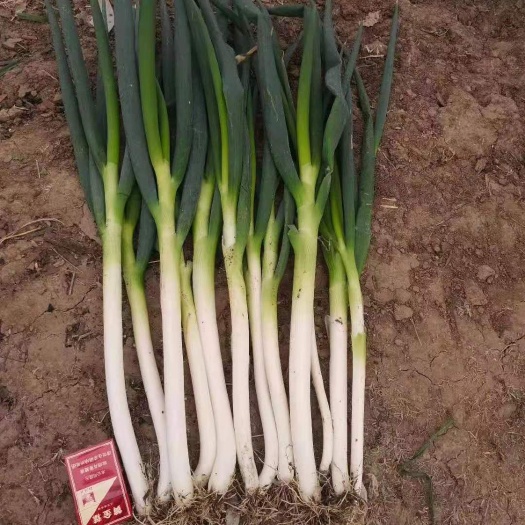 长白大葱  侯集蔬菜基地钢葱分葱大葱，国家媒体报道，蔬菜种植大户信誉好！