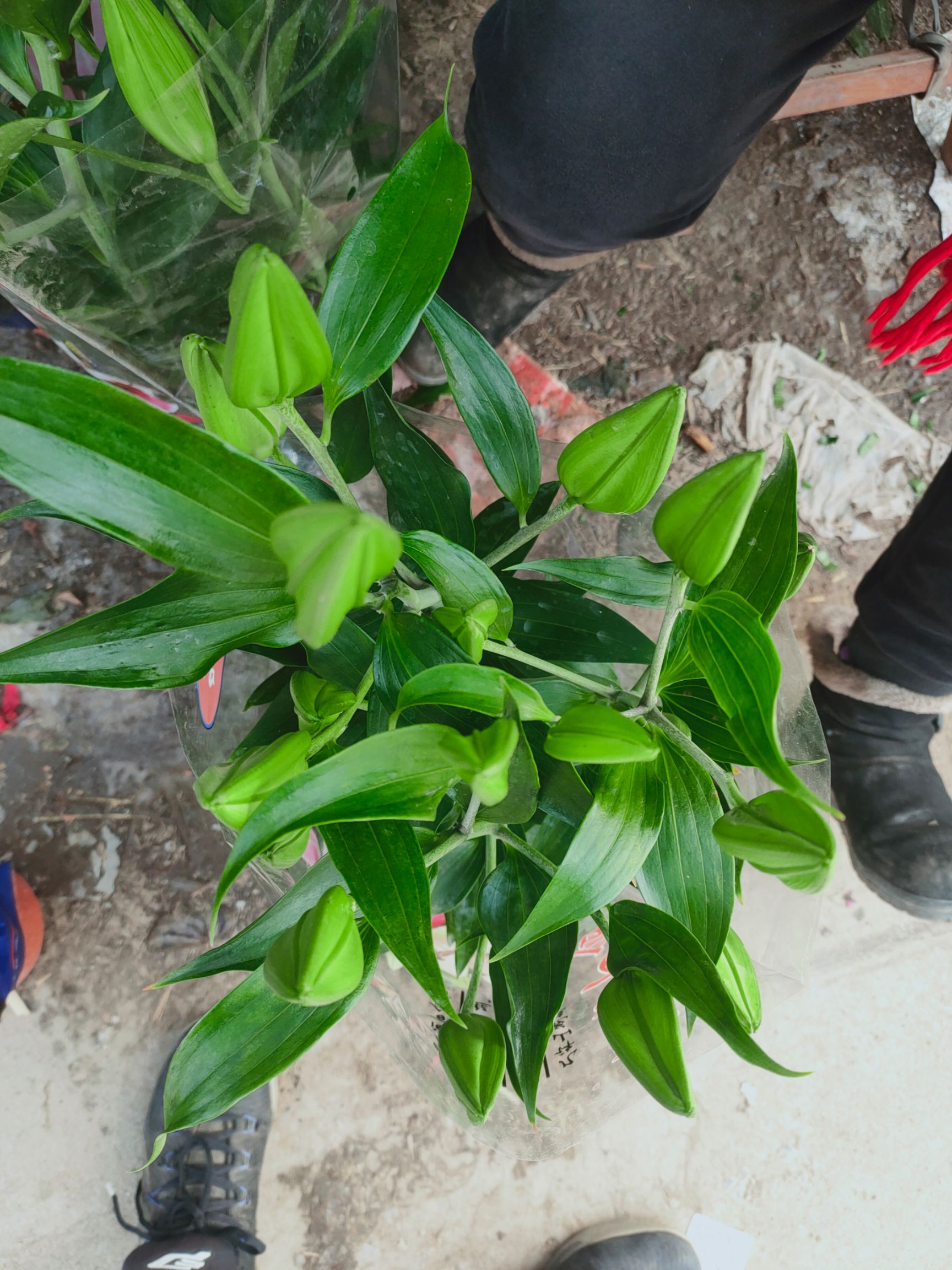 香水百合花，亚百，三颗一盆，180盆花苞多，基地直发，