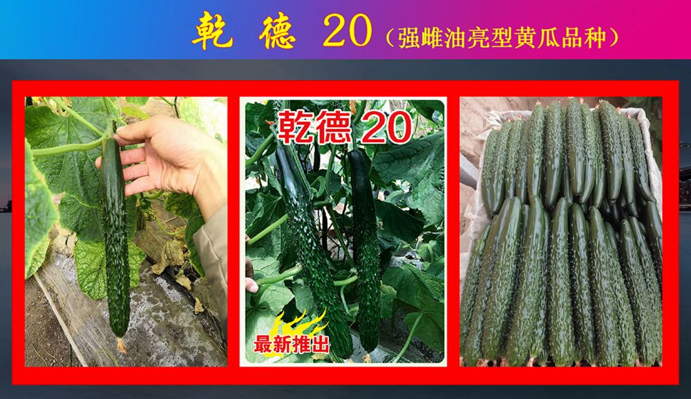 乾德20，强雌油亮，把短密刺，黄瓜种子，春秋冬栽培