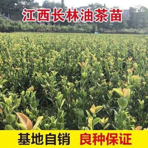  高产油茶苗长林系列
