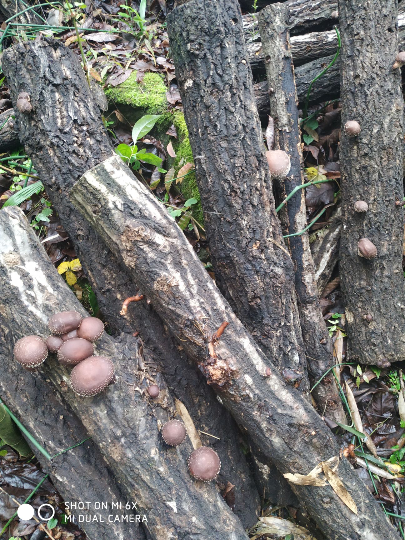 原木干香菇 香菇，原木香菇，段木香菇