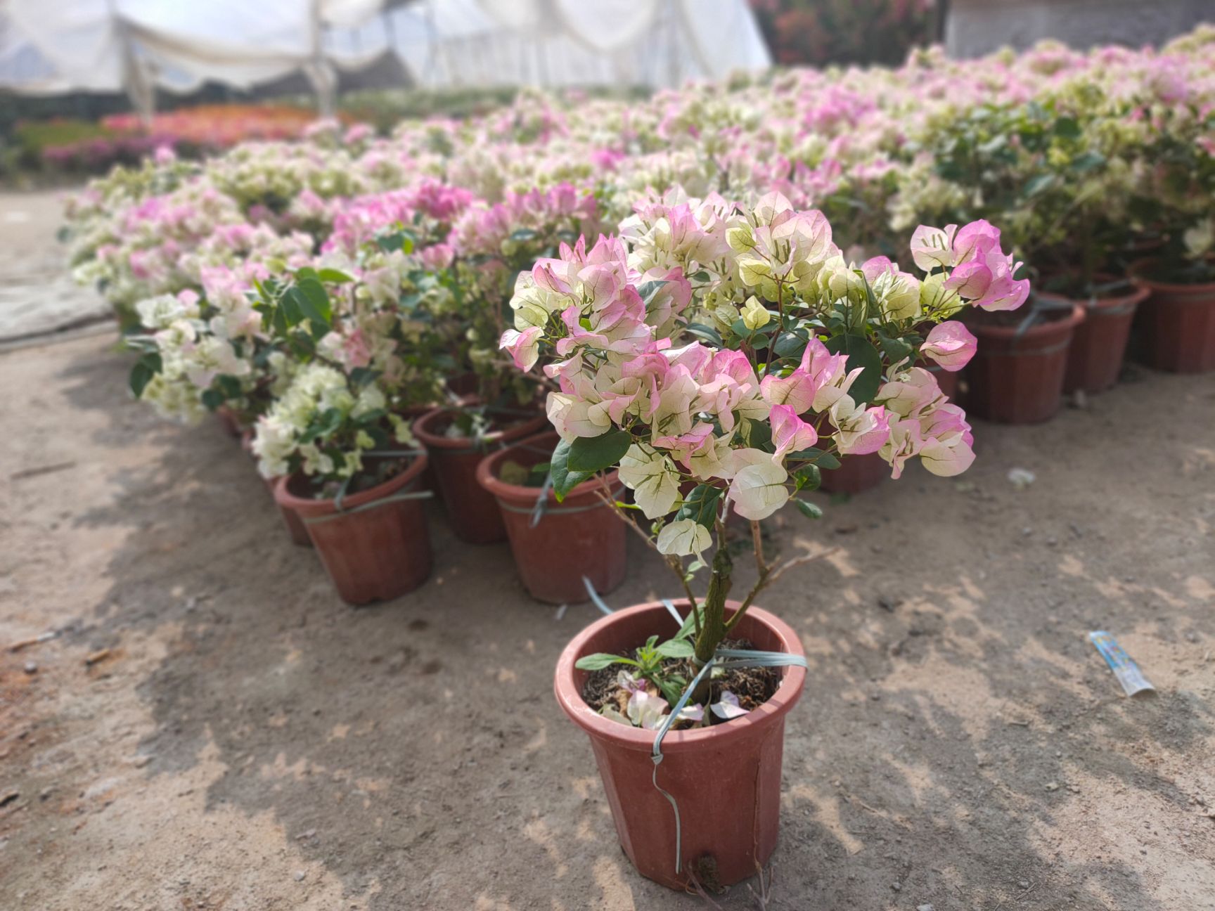 绿樱三角梅  绿叶樱花，绿樱小红盆，白里透红三角梅小红盆，粉花勒杜鹃