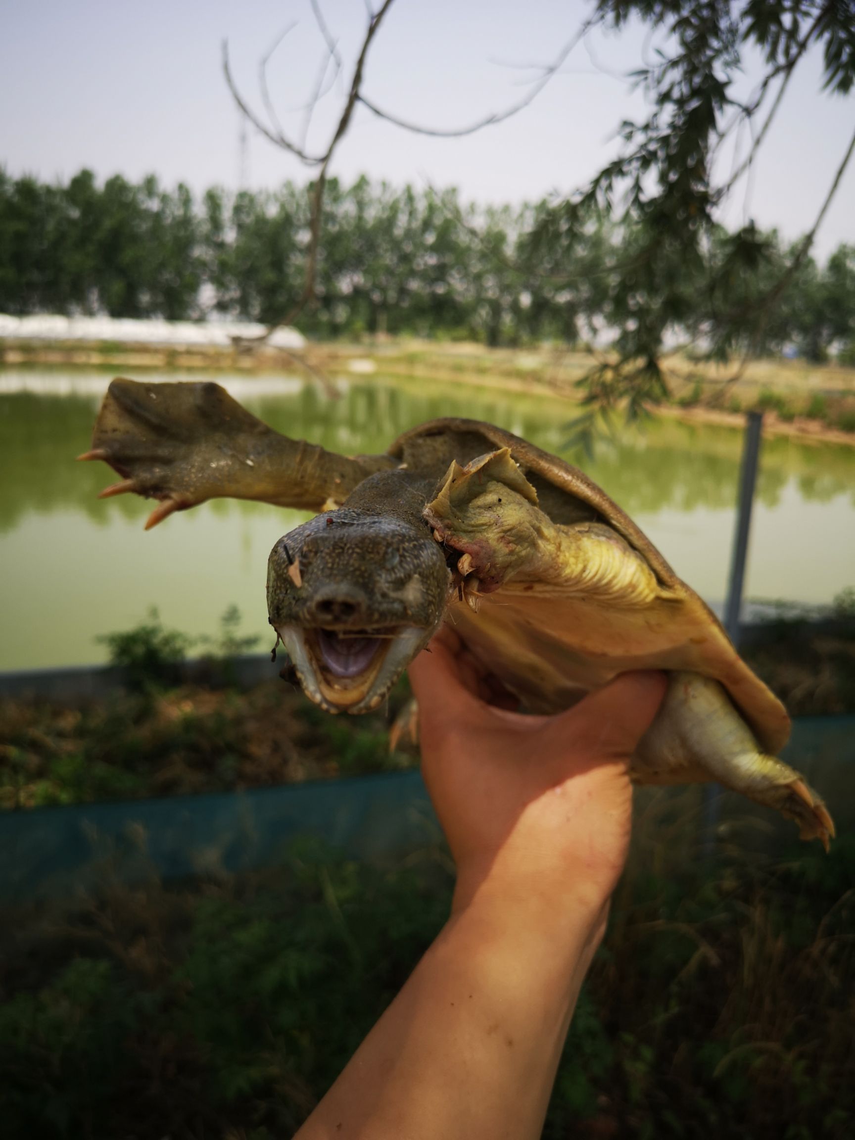生态甲鱼  在大自然环境中生长，生长年份时间长，猛性十足，肉质鲜美