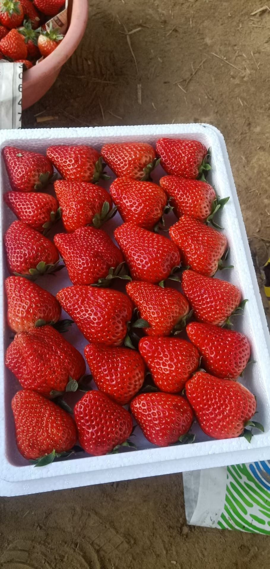 九九草莓 河北秦皇岛市昌黎县久久草莓，口感好，颜色亮，