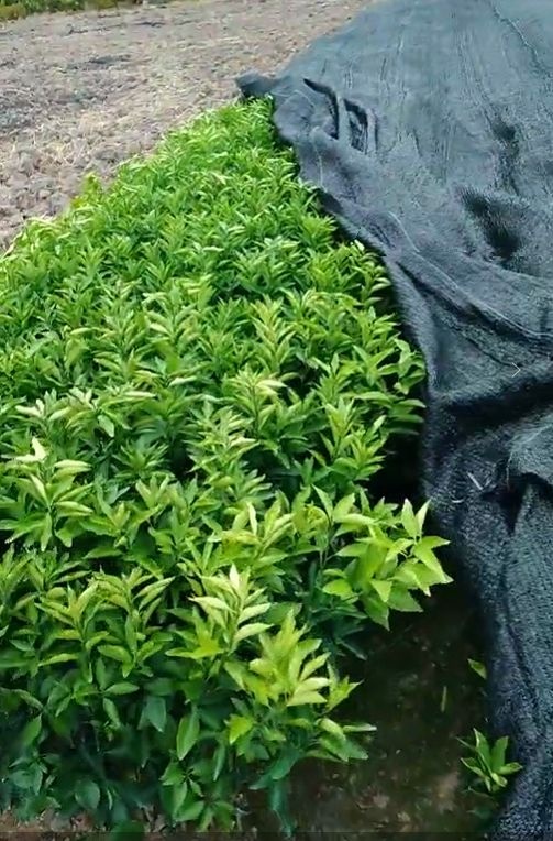 荔浦市枸橘苗  柑橘类果苗供应