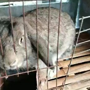 各种规格优质肉兔种苗低价批发给想发展肉兔养殖的朋友