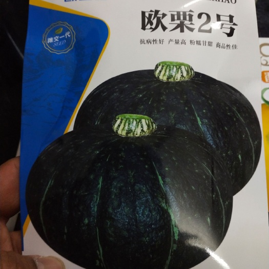黑皮南瓜种子 ，南瓜种子 欧栗2号 早熟品种，