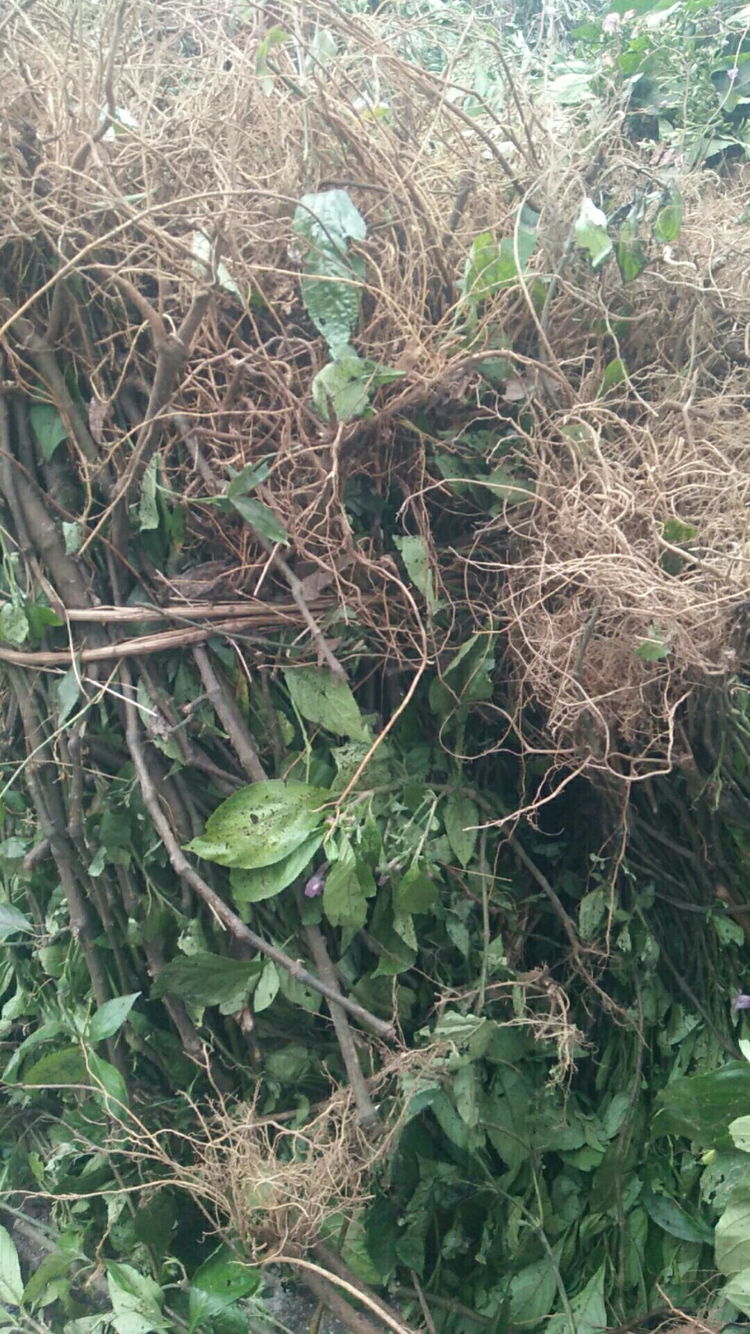 南板南根 南板蓝根  南板兰根