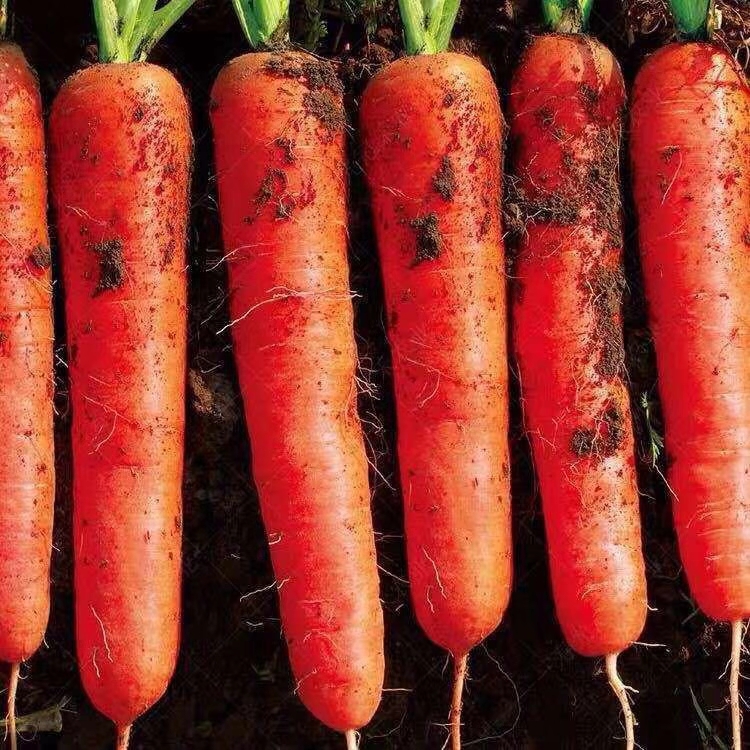 三红胡萝卜  精品三红萝卜，无青头收尾好，鲜艳脆甜