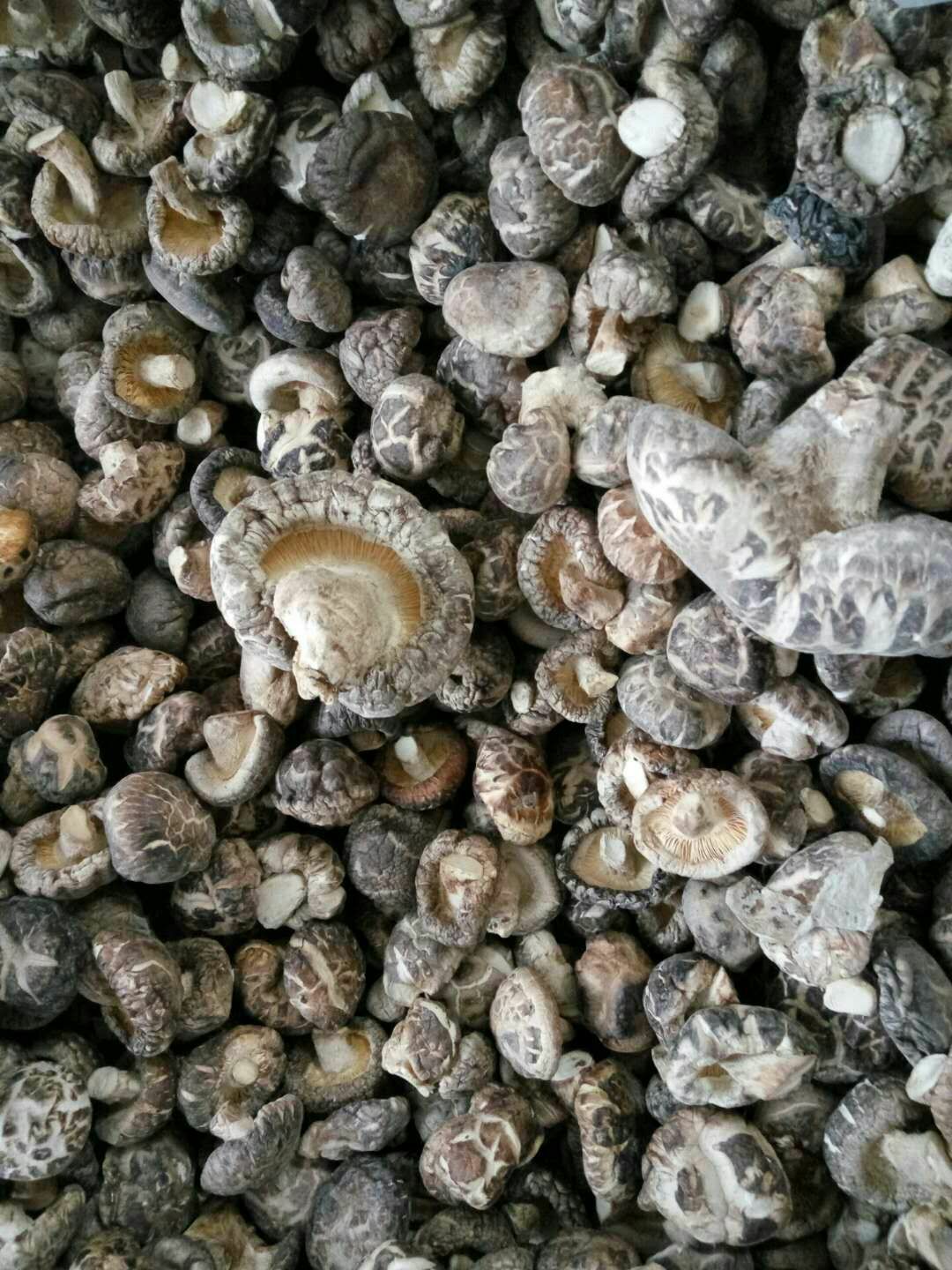 原木干香菇 香菇，原木香菇，段木香菇