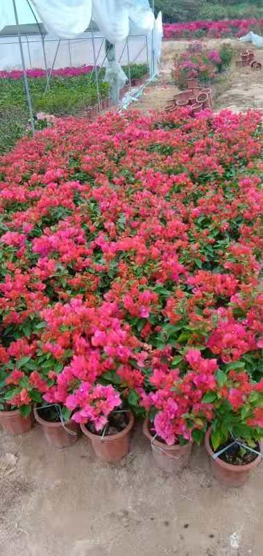 同安红三角梅高30-40公分 四季红小红盆，水红勒杜鹃