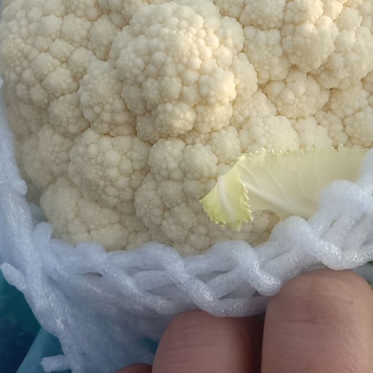 邯郸白花菜花 紧密 1~2斤